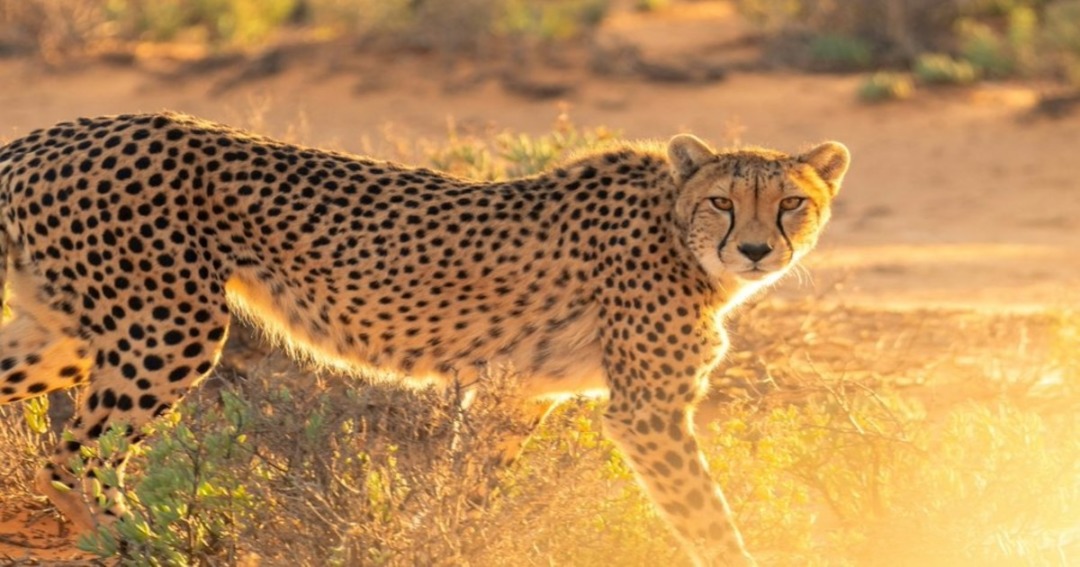 Indiaâ€™s First Cheetah Safari